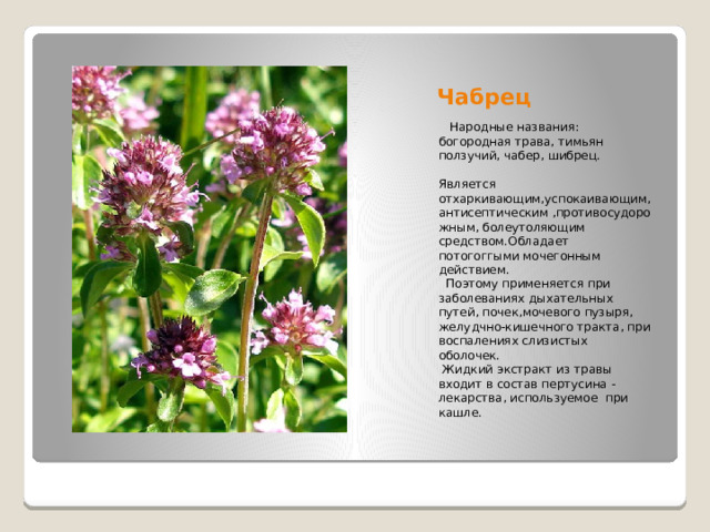 Чабрец  Народные названия: богородная трава, тимьян ползучий, чабер, шибрец. Является отхаркивающим,успокаивающим, антисептическим ,противосудорожным, болеутоляющим средством.Обладает потогоггыми мочегонным действием.  Поэтому применяется при заболеваниях дыхательных путей, почек,мочевого пузыря, желудчно-кишечного тракта, при воспалениях слизистых оболочек.  Жидкий экстракт из травы входит в состав пертусина - лекарства, используемое при кашле. 