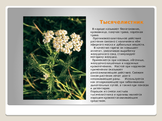 Тысячелистник  В народе называют белоголовник, кровавница, пахучая трава, порезная трава.  Противовоспалительное действие растения связано с наличием в нём эфирного масла и дубильных веществ.  В качестве горечи он повышает аппетит, увеличивая выработку желудочного сока, стимулирует моторику желудка.  Применяется при носовых, лёгочных, желудочно кишечных и наружных кровотечениях. Настой при наружном применении оказывает ранозаживляющее действие. Свежим соком растения лечат долго незаживающие раны. Используется как отхаркивающее при заболеваниях дыхательных путей, а также при поносах и дизентирии. Порошок из смеси листьев тысячелистника и крапивы является хорошим кровоостанавливающим средством. 