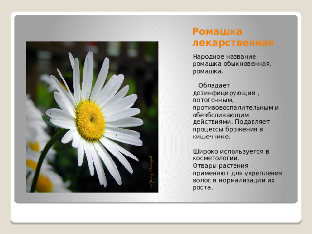 Ромашка лекарственная Народное название ромашка обыкновенная, ромашка.  Обладает дезинфицирующим , потогонным, противовоспалительным и обезболивающим действиями. Подавляет процессы брожения в кишечнике. Широко используется в косметологии. Отвары растения применяют для укрепления волос и нормализации их роста. 