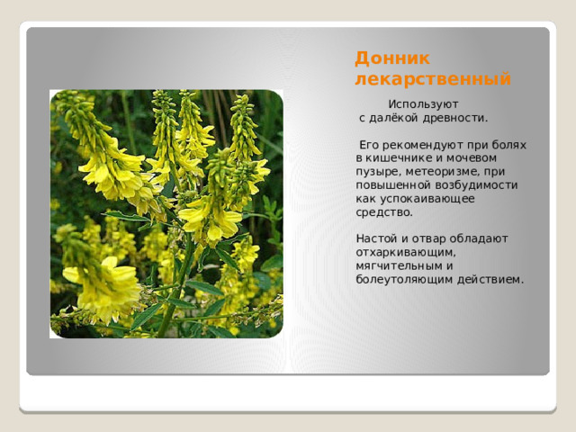 Донник лекарственный  Используют  с далёкой древности.  Его рекомендуют при болях в кишечнике и мочевом пузыре, метеоризме, при повышенной возбудимости как успокаивающее средство. Настой и отвар обладают отхаркивающим, мягчительным и болеутоляющим действием. 