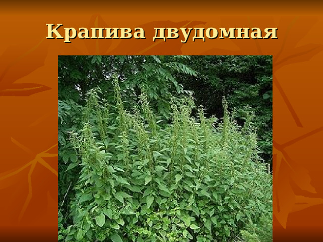 Крапива двудомная 