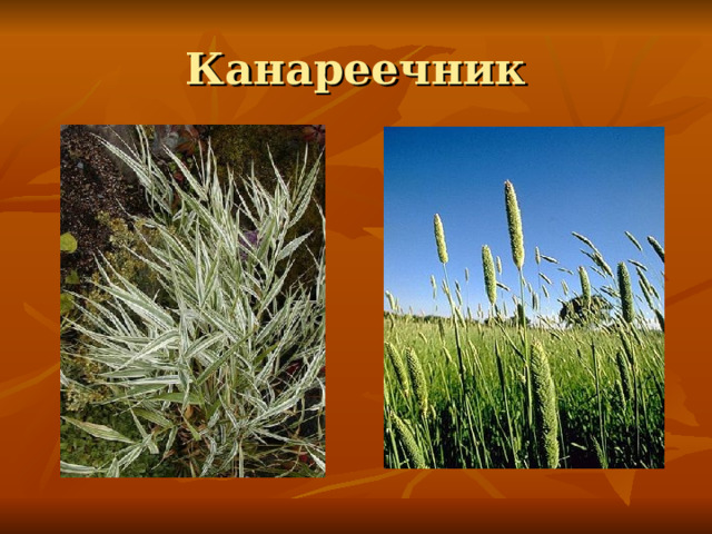 Канареечник 