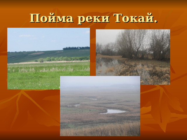 Пойма реки Токай. 