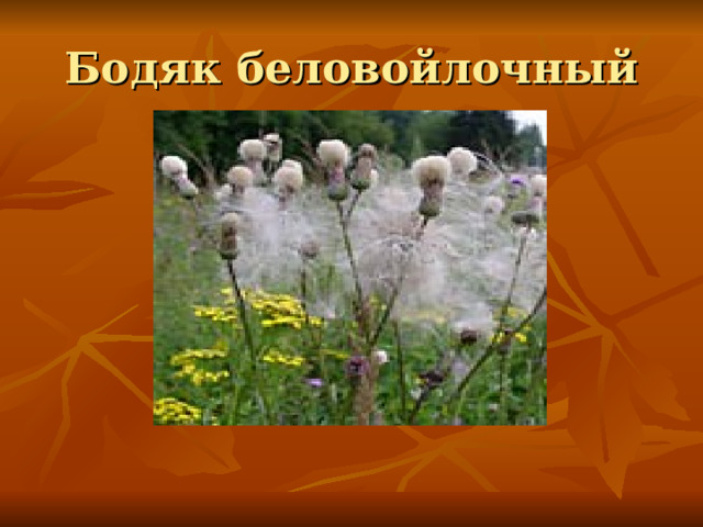 Бодяк беловойлочный 