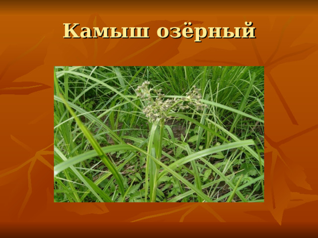 Камыш озёрный 
