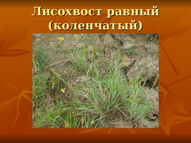 Лисохвост равный (коленчатый) 