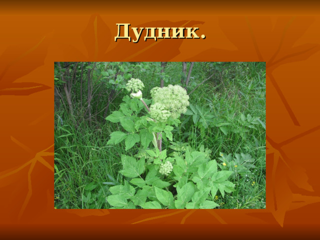 Дудник. 