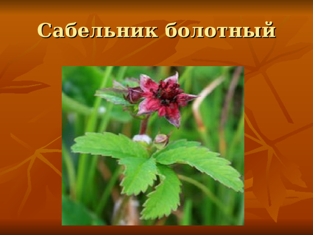 Сабельник болотный 