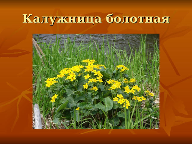 Калужница болотная 
