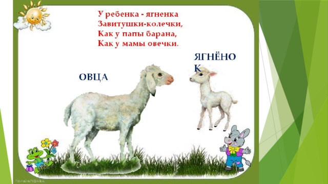 Овца схема слова