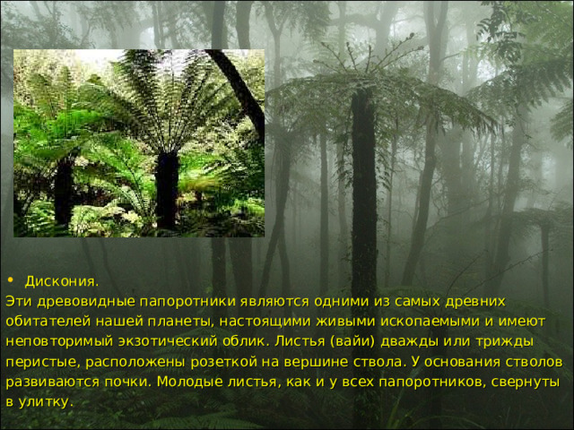 Дискония. Эти древовидные папоротники являются одними из самых древних обитателей нашей планеты, настоящими живыми ископаемыми и имеют неповторимый экзотический облик. Листья (вайи) дважды или трижды перистые, расположены розеткой на вершине ствола. У основания стволов развиваются почки. Молодые листья, как и у всех папоротников, свернуты в улитку. 