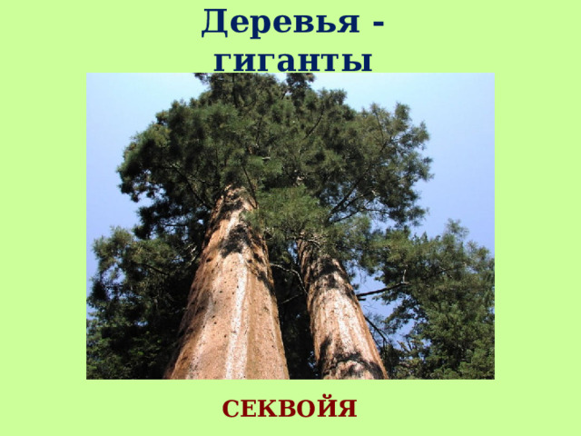 Деревья - гиганты СЕКВОЙЯ 