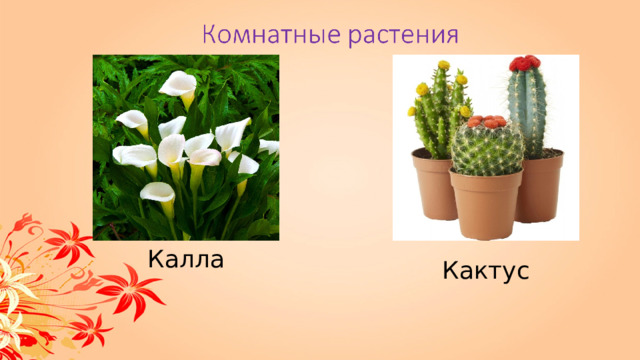 Калла Кактус 