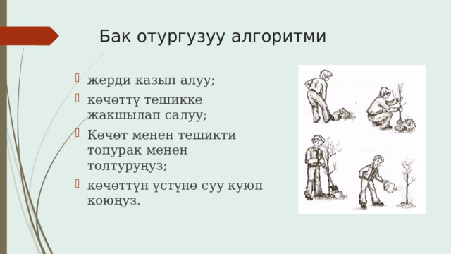 Бак отургузуу алгоритми жерди казып алуу; көчөттү тешикке жакшылап салуу; Көчөт менен тешикти топурак менен толтуруңуз; көчөттүн үстүнө суу куюп коюңуз. 