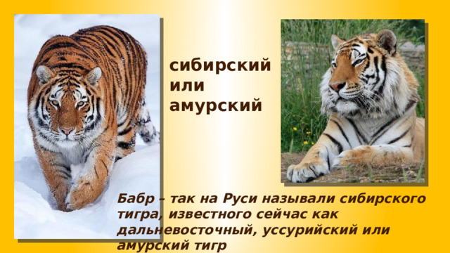 сибирский или амурский Бабр – так на Руси называли сибирского тигра, известного сейчас как дальневосточный, уссурийский или амурский тигр 