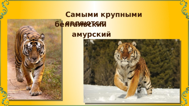 Самыми крупными являются: бенгальский амурский 
