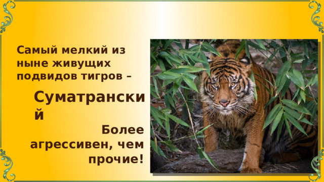 Самый мелкий из ныне живущих подвидов тигров – Суматранский Более агрессивен, чем прочие! 