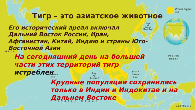 Тигр – это азиатское животное Его исторический ареал включал Дальний Восток России, Иран, Афганистан, Китай, Индию и страны Юго-Восточной Азии На сегодняшний день на большей части этих территорий тигр истреблен Крупные популяции сохранились только в Индии и Индокитае и на Дальнем Востоке 
