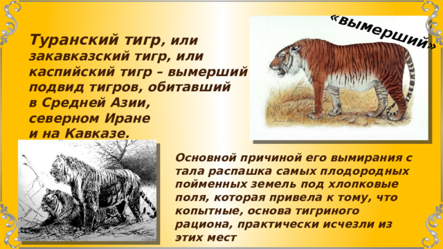 «вымерший» Туранский тигр , или  закавказский тигр, или  каспийский тигр – вымерший подвид тигров, обитавший в Средней Азии, северном Иране  и на Кавказе. Основной причиной его вымирания стала распашка самых плодородных пойменных земель под хлопковые поля, которая привела к тому, что копытные, основа тигриного рациона, практически исчезли из этих мест 