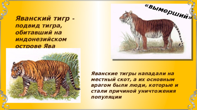 «вымерший» Яванский тигр - подвид тигра, обитавший на индонезийском острове Ява Яванские тигры нападали на местный скот, а их основным врагом были люди, которые и стали причиной уничтожения популяции 