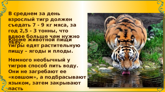 В среднем за день взрослый тигр должен съедать 7 - 9 кг мяса, за год 2,5 - 3 тонны, что вдвое больше чем нужно льву. Кроме животной пищи тигры едят растительную пищу – ягоды и плоды. Немного необычный у тигров способ пить воду. Они не загребают ее «ковшом», а подбрасывают языком, затем закрывают пасть 