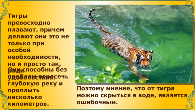 Тигры превосходно плавают, причем делают они это не только при особой необходимости, но и просто так, ради удовольствия. Они способны без проблем пересечь глубокую реку и проплыть несколько километров. Поэтому мнение, что от тигра можно скрыться в воде, является ошибочным. 