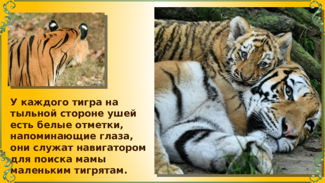 У каждого тигра на тыльной стороне ушей есть белые отметки, напоминающие глаза, они служат навигатором для поиска мамы маленьким тигрятам. 