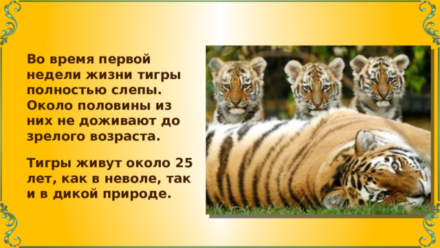 Во время первой недели жизни тигры полностью слепы. Около половины из них не доживают до зрелого возраста. Тигры живут около 25 лет, как в неволе, так и в дикой природе. 