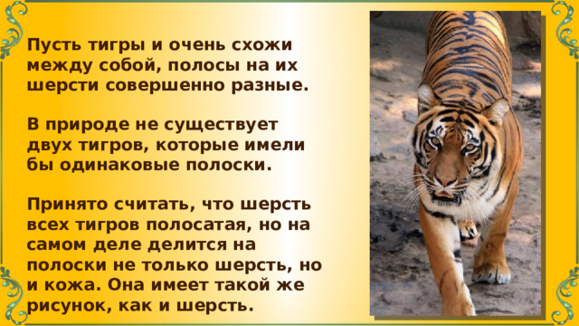 Пусть тигры и очень схожи между собой, полосы на их шерсти совершенно разные. В природе не существует двух тигров, которые имели бы одинаковые полоски. Принято считать, что шерсть всех тигров полосатая, но на самом деле делится на полоски не только шерсть, но и кожа. Она имеет такой же рисунок, как и шерсть. 