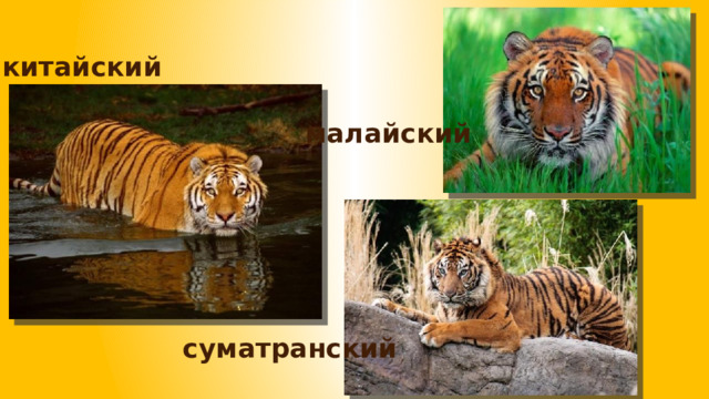 китайский малайский суматранский 