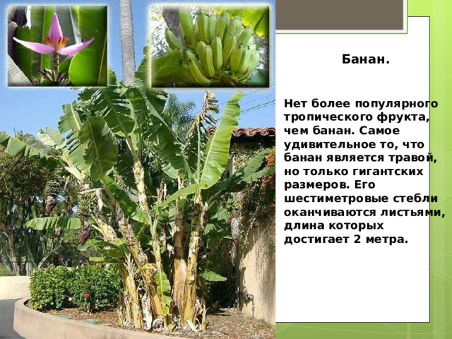Банан.  Нет более популярного тропического фрукта, чем банан. Самое удивительное то, что банан является травой, но только гигантских размеров. Его шестиметровые стебли оканчиваются листьями, длина которых достигает 2 метра. 