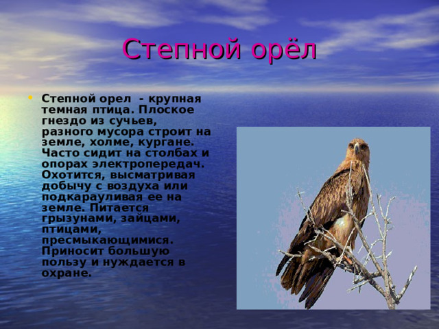 Степной орёл Степной орел - крупная темная птица. Плоское гнездо из сучьев, разного мусора строит на земле, холме, кургане. Часто сидит на столбах и опорах электропередач. Охотится, высматривая добычу с воздуха или подкарауливая ее на земле. Питается грызунами, зайцами, птицами, пресмыкающимися. Приносит большую пользу и нуждается в охране. 