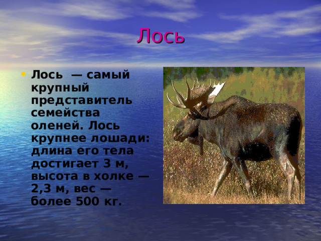 Лось Лось — самый крупный представитель семейства оленей. Лось крупнее лошади: длина его тела достигает 3 м, высота в холке — 2,3 м, вес — более 500 кг. 