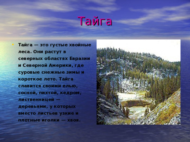 Тайга Тайга — это густые хвойные леса. Они растут в северных областях Евразии и Северной Америки, где суровые снежные зимы и короткое лето. Тайга славится своими елью, сосной, пихтой, кедром, лиственницей — деревьями, у которых вместо листьев узкие и плотные иголки — хвоя.  