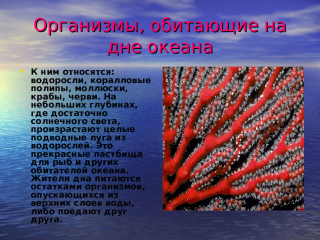 Организмы, обитающие на дне океана К ним относятся: водоросли, коралловые полипы, моллюски, крабы, черви. На небольших глубинах, где достаточно солнечного света, произрастают целые подводные луга из водорослей. Это прекрасные пастбища для рыб и других обитателей океана. Жители дна питаются остатками организмов, опускающихся из верхних слоев воды, либо поедают друг друга. 