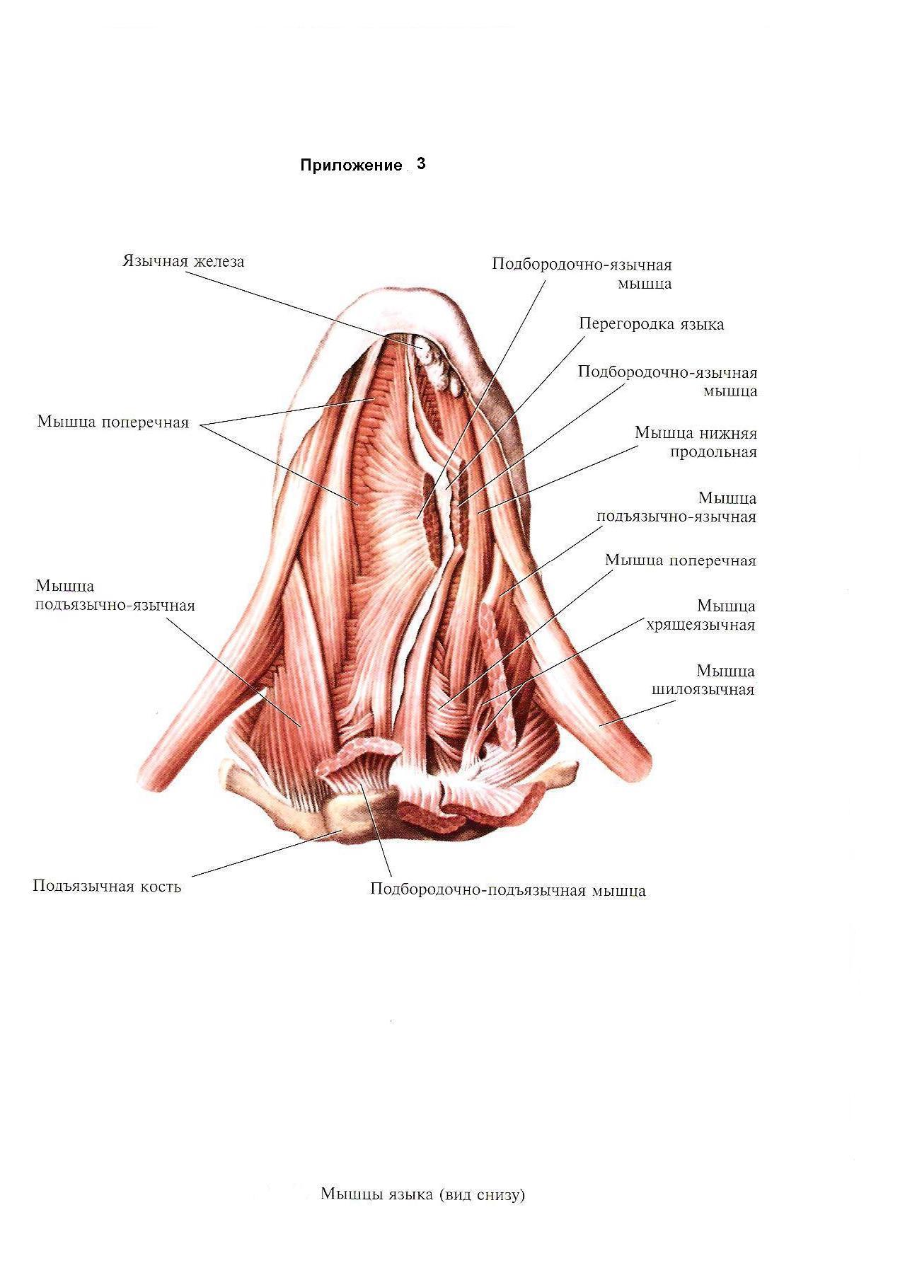 Наружные мышцы языка. Подъязычно язычная мышца. Подъязычная мышца языка.