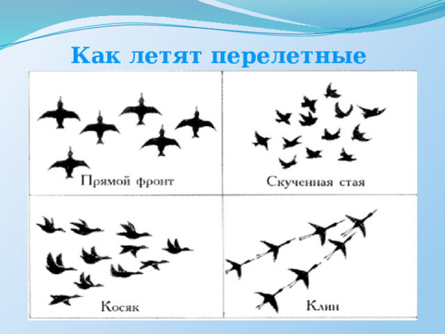 Как летят перелетные птицы ? 