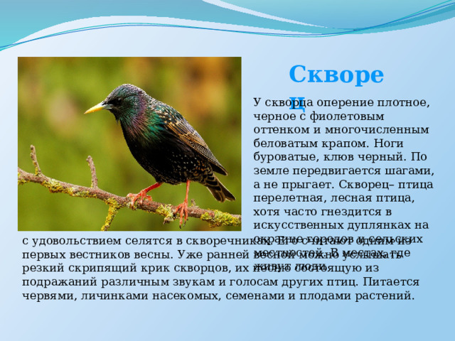 Скворец У скворца оперение плотное, черное с фиолетовым оттенком и многочисленным беловатым крапом. Ноги буроватые, клюв черный. По земле передвигается шагами, а не прыгает. Скворец– птица перелетная, лесная птица, хотя часто гнездится в искусственных дуплянках на окраине городов и сельских местностей. В местах, где живут люди с удовольствием селятся в скворечниках. Его считают одним из первых вестников весны. Уже ранней весной можно услышать резкий скрипящий крик скворцов, их песню состоящую из подражаний различным звукам и голосам других птиц. Питается червями, личинками насекомых, семенами и плодами растений. 
