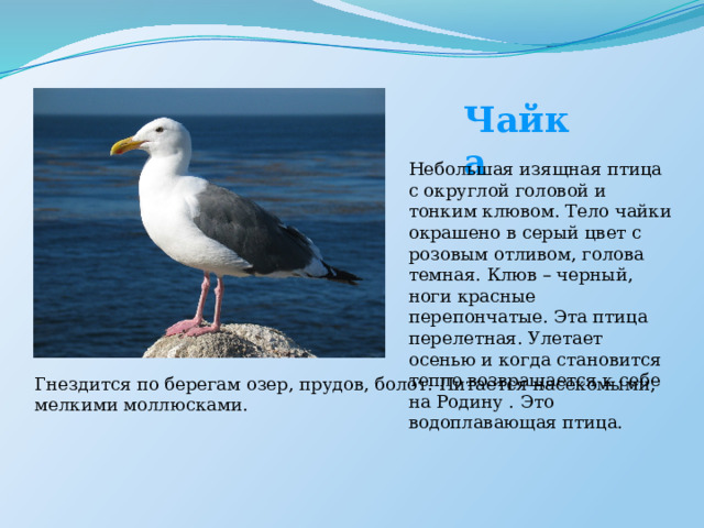 Чайка Небольшая изящная птица с округлой головой и тонким клювом. Тело чайки окрашено в серый цвет с розовым отливом, голова темная. Клюв – черный, ноги красные перепончатые. Эта птица перелетная. Улетает осенью и когда становится тепло возвращается к себе на Родину . Это водоплавающая птица. Гнездится по берегам озер, прудов, болот. Питается насекомыми, мелкими моллюсками. 