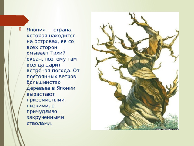 Япония — страна, которая находится на островах, ее со всех сторон омывает Тихий океан, поэтому там всегда царит ветреная погода. От постоянных ветров большинство деревьев в Японии вырастают приземистыми, низкими, с причудливо закрученными стволами. 