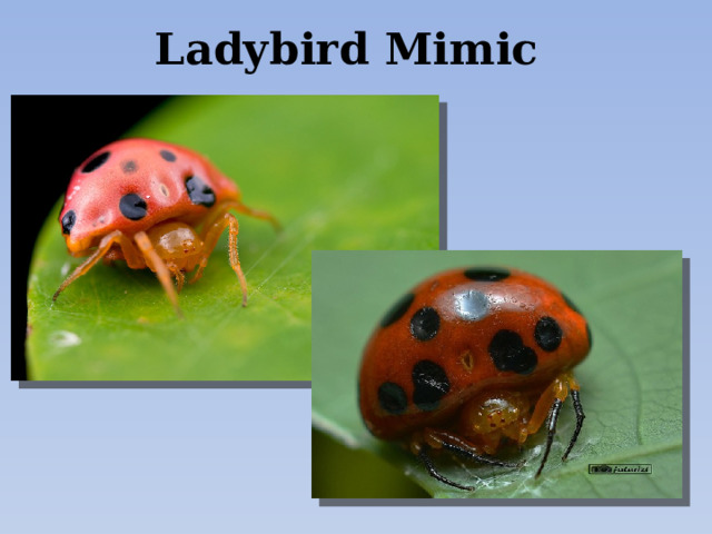 Ladybird Mimic 