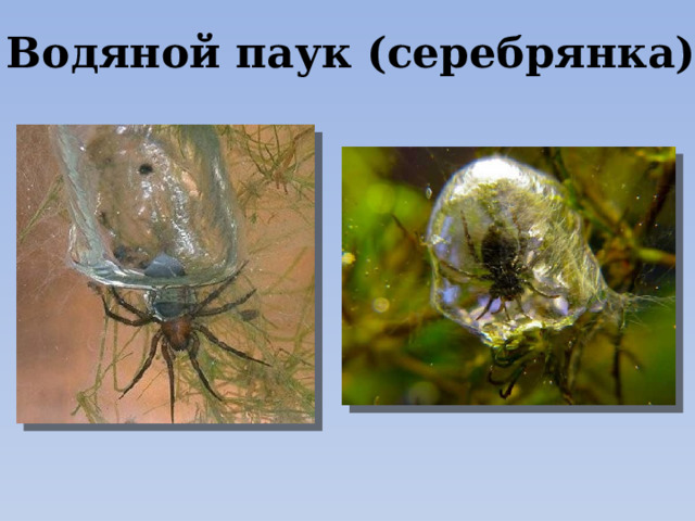 Водяной паук (серебрянка) 