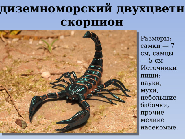 Средиземноморский двухцветный скорпион Размеры: самки — 7 см, самцы — 5 см Источники пищи: пауки, мухи, небольшие бабочки, прочие мелкие насекомые. 