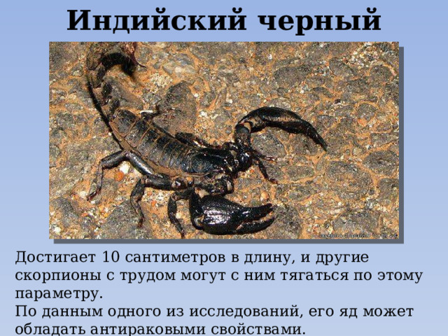 Индийский черный скорпион Достигает 10 сантиметров в длину, и другие скорпионы с трудом могут с ним тягаться по этому параметру.  По данным одного из исследований, его яд может обладать антираковыми свойствами. 
