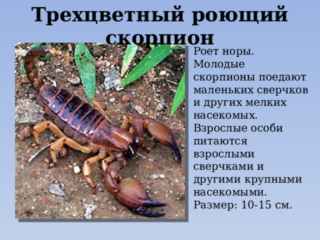 Трехцветный роющий скорпион Роет норы.  Молодые скорпионы поедают маленьких сверчков и других мелких насекомых. Взрослые особи питаются взрослыми сверчками и другими крупными насекомыми.  Размер: 10-15 см. 