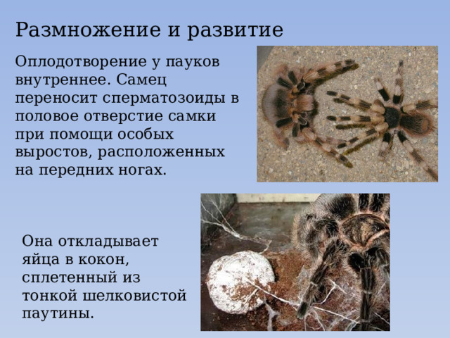 размножение и развитие пауков