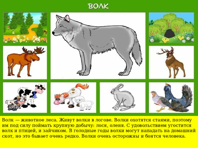 Чем питается волк картинки для детей