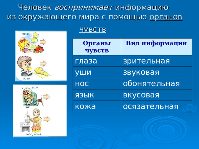 Человек воспринимает информацию  из окружающего мира с помощью органов чувств  Органы чувств Вид информации глаза зрительная уши звуковая нос обонятельная язык вкусовая кожа осязательная 