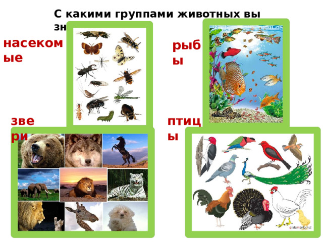 С какими группами животных вы знакомы ? насекомые рыбы птицы звери 