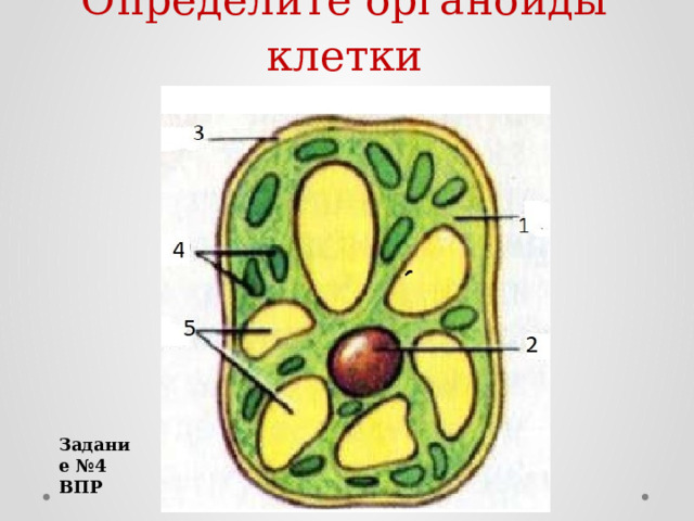 Определите органоиды клетки Задание №4 ВПР 